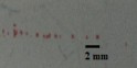 Khuẩn lạc tròn nhỏ li ti màu đỏ nhạt Phenol Mẫu bùn nhiễm dầu tại vùng 10