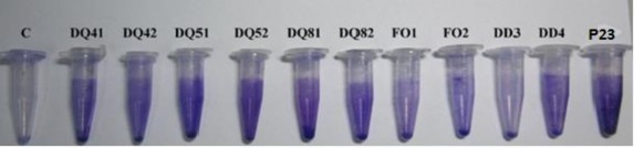 Hình 3 3 Khả năng tạo màng sinh học dựa trên khả năng bắt giữ tím tinh thể 16