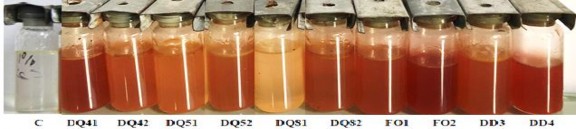 Hình 3 6 Dịch nuôi cấy của 10 chủng VKTQH ở 10 dầu diesel sau 7 ngày Cụ thể 19