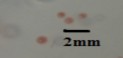 Khuẩn lạc tròn bóng rìa trong có nhân đỏ nhạt đường kính 1 mm Phenol Mẫu 9
