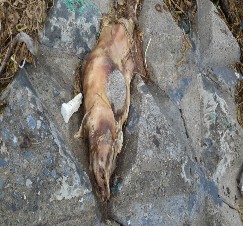 Hình 3 16 Rác thải đổ ra sông Nguồn Của tác giả 2015 Kết quả khảo sát 12