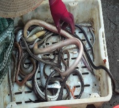 Hình 3 15 Một số sản phẩm khai thác được của bà con ngư dân Nguồn Của tác 7