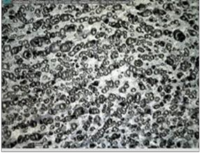 C Thời gian lưu hóa 200 phút D Thời gian lưu hóa 300 phút Hình 3 42 Thời gian lưu 11