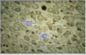 A Mẫu xốp từ CSTN gia cường 4pkl nanoclay B Mẫu xốp từ CSTN gia cường 3pkl 16