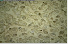 A Mẫu xốp từ CSTN gia cường 4pkl nanoclay B Mẫu xốp từ CSTN gia cường 3pkl 17