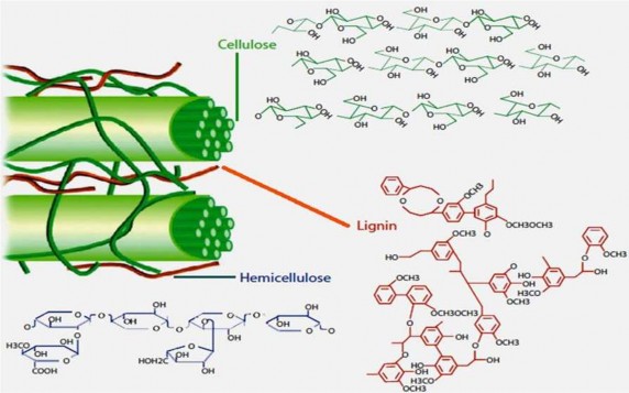 Hình 1 1 Thành phần cấu tạo của sinh khối lignocellulose 14 1 1 2 1 Cellulose 1