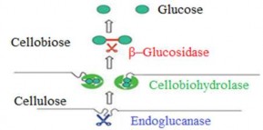 Hình 1 21 Quá trình chuyển hóa cellulose thành glucose sử dụng men cellulosa Cellulosa 3