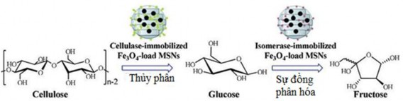 Hình 1 23 Chuyển hóa cellulose – glucose – fructose sử dụng xúc tác Fe 3 O 4 men 5