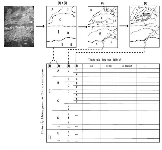Hình 1 7 Sơ đồ phân cấp không gian các đơn vị CQ theo phương pháp tổng thể 1