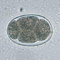 Hình 1 8 Trứng giun móc x400 Nguồn trích dẫn http cdc gov parasites hookworm 6