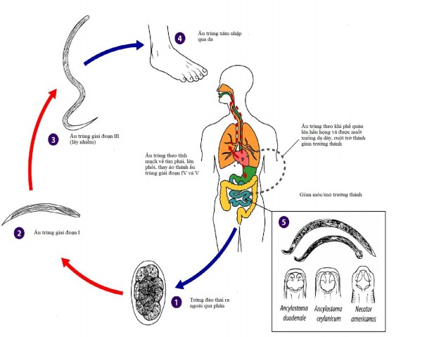 Hình 1 9 Chu kỳ phát triển của giun móc mỏ Nguồn trích dẫn 7