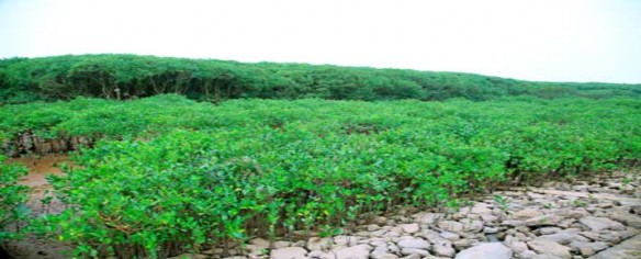 Rừng Sú Vẹt tại xã Kim Đông Kim Sơn Hoạt động vớt rác rong rêu BVMT tại 15