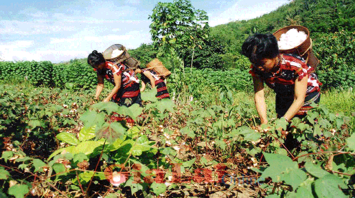 Nguyên liệu và cách thức dệt vải truyền thống của Người Cơ Tu Trang phục 12