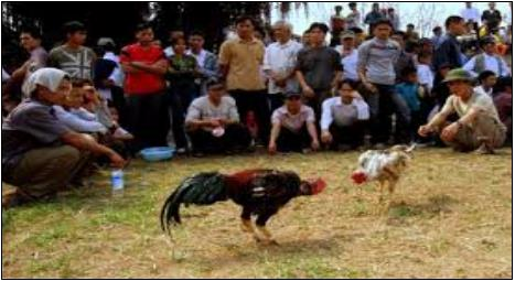 Hình 6 Hội thi gà chọi ở khu di tích đền Trần Hình 7 Hội thi thổi cơm Hình 5