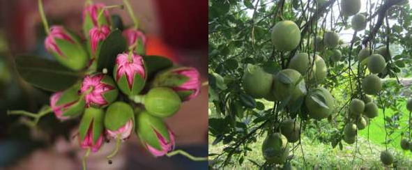 Nguồn Nghiên cứu sinh chụp năm 2020 Nguồn Nghiên cứu sinh chụp năm 2020 Ảnh 14 3