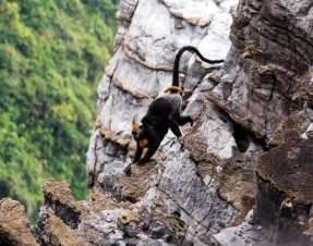 Hình 4 30 Hình ảnh Voọc cát bà tại VQG Cát Bà Hình 4 31 Hình ảnh loài Sơn 1