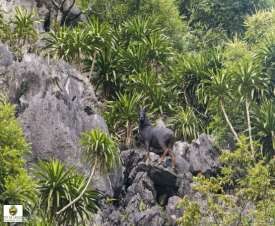 Hình 4 30 Hình ảnh Voọc cát bà tại VQG Cát Bà Hình 4 31 Hình ảnh loài Sơn 2