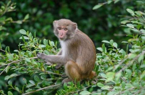 Hình 4 32 Hình ảnh loài Khỉ vàng tại VQG Cát Bà Nguồn Introford 2020 Hồng 3