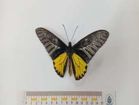 Hình 4 33 Hình ảnh loài Hồng hoàng Hình 4 34 Hình ảnh loài Bướm phượng cánh 5