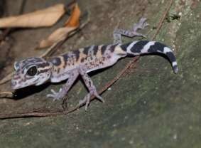 Hình 4 35 Hình ảnh loài Thạch sùng mí cát bà tại VQG Cát Bà Nguồn Nguyễn 6