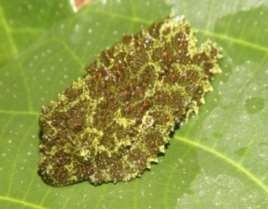 Hình 4 35 Hình ảnh loài Thạch sùng mí cát bà tại VQG Cát Bà Nguồn Nguyễn 7