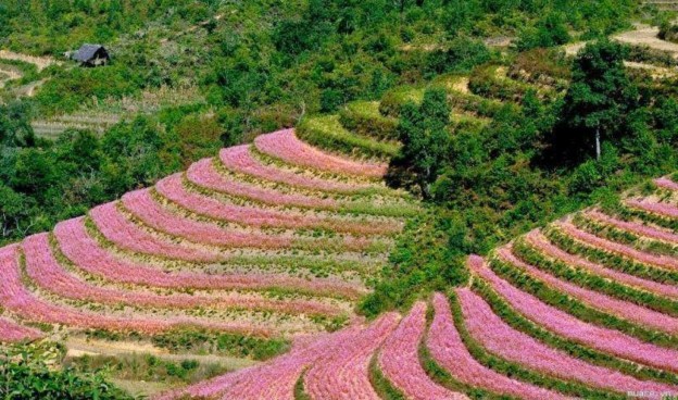 Cánh đồng hoa Tam giác mạch 7