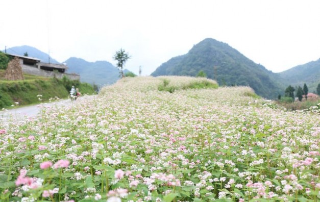 Cánh đồng hoa Tam giác mạch 8