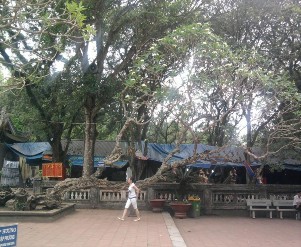 Hình 4 11 Cây Đại cổ thụ Hình 4 12 Cây Thông cổ thụ Việc đánh giá cây cổ 1