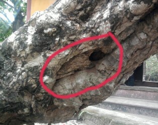 Hình 4 14 Thân cây Đại bị mối ăn Hình 4 15 Cây Đại bị rêu và địa y kí sinh 1