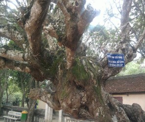 Hình 4 14 Thân cây Đại bị mối ăn Hình 4 15 Cây Đại bị rêu và địa y kí sinh 2