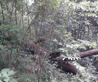 Hình 4 16 Cây Thông cổ thụ bị mục gốc 4 7 4 2 Nguyên nhân xuống cấp của cây 3