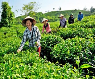 HTX chè Vĩnh Tân xã Tân Trào Mô hình chăn nuôi gà của gia đình anh Trần Văn 1
