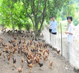 HTX chè Vĩnh Tân xã Tân Trào Mô hình chăn nuôi gà của gia đình anh Trần Văn 2