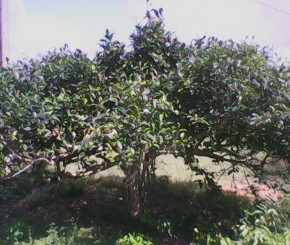 Đèo Lũng Lô Chè Cổ thụ Suối Giàng Cánh đồng Mường Lò Nghĩa Lộ Ruộng 2