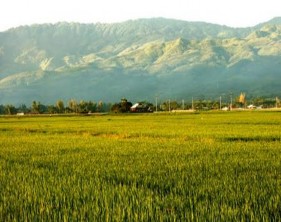 Cánh đồng Mường Lò Nghĩa Lộ Ruộng bậc thang Mù Cang Chải Căng đồn Nghĩa 3