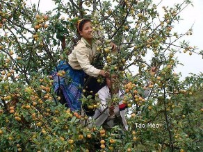 Táo mèo Dệt thổ cẩm Nghĩa An Thị trấn Mù Cang Chải Xôi ngũ sắc Nguồn 9