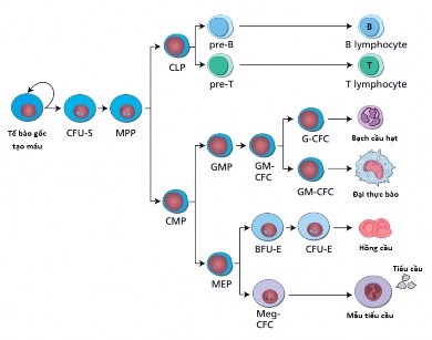Sơ đồ 1 1 Sơ đồ sinh máu Hoffbrand 2010 Chú thích BFU E đơn vị tạo cụm 1