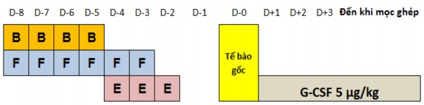 B busulfan F fludarabine E etoposide Hình 2 1 Phác đồ điều kiện hóa không có ATG 1