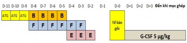 B busulfan F fludarabine E etoposide Hình 2 2 Phác đồ điều kiện hóa có ATG Quy 2