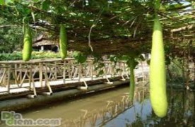 Khu du lịch sinh thái Bình Mỹ Mô hình cánh đồng thu nhỏ Khu du lịch Văn hóa dân 10