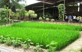 Khu du lịch sinh thái Bình Mỹ Mô hình cánh đồng thu nhỏ Khu du lịch Văn hóa dân 11