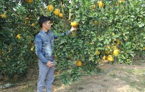 Hình 13 Bưởi Tràng Xá Hình 14 Na La Hiên Hình 15 Đậu phụ Bình Long 14