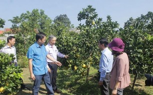 Hình 13 Bưởi Tràng Xá Hình 14 Na La Hiên Hình 15 Đậu phụ Bình Long 15