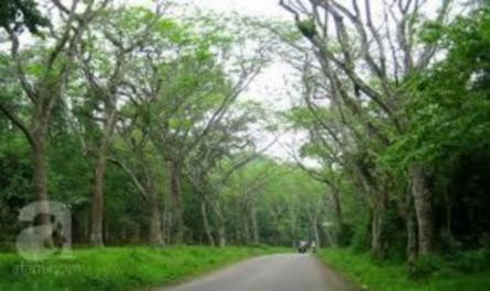 Đánh giá tổng hợp điều kiện tự nhiên cho mục đích phát triển bền vững du lịch huyện Tam Đảo, tỉnh Vĩnh Phúc - 15