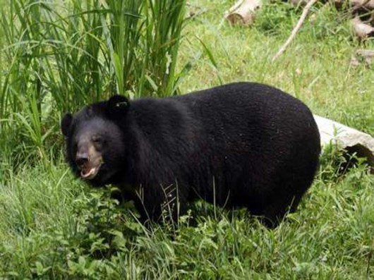 Hình 2 2 Gấu trong vườn quốc gia Tam Đảo Hình 2 3 Thác Bạc Tam Đảo Hình 2 4 2