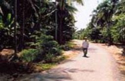 Điểm Du lịch Cồn Phụng Điểm Du lịch Cồn Ốc Du thuyền trên sông Hoa kiểng 80