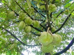 Sầu riêng Cái Mơn Thủ công mỹ nghệ từ cây dừa Cây dừa Bến Tre Khu tưởng 83