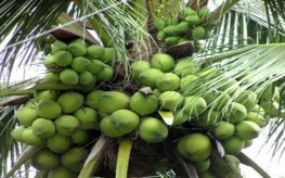 Cây dừa Bến Tre Khu tưởng niệm Nguyễn Đình Chiểu 85