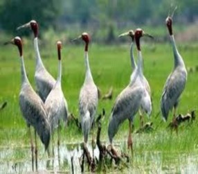 Vườn quốc gia Tràm Chim – Tam Nông Khu du lịch Xẻo Quýt Khu du lịch sinh thái Gáo 12