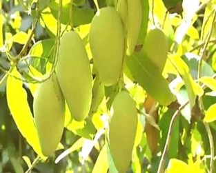 Xoài Hòa An Quýt hồng – Lai Vung Nem – Lai Vung Bánh phồng tôm – Sa Giang Cá linh 1